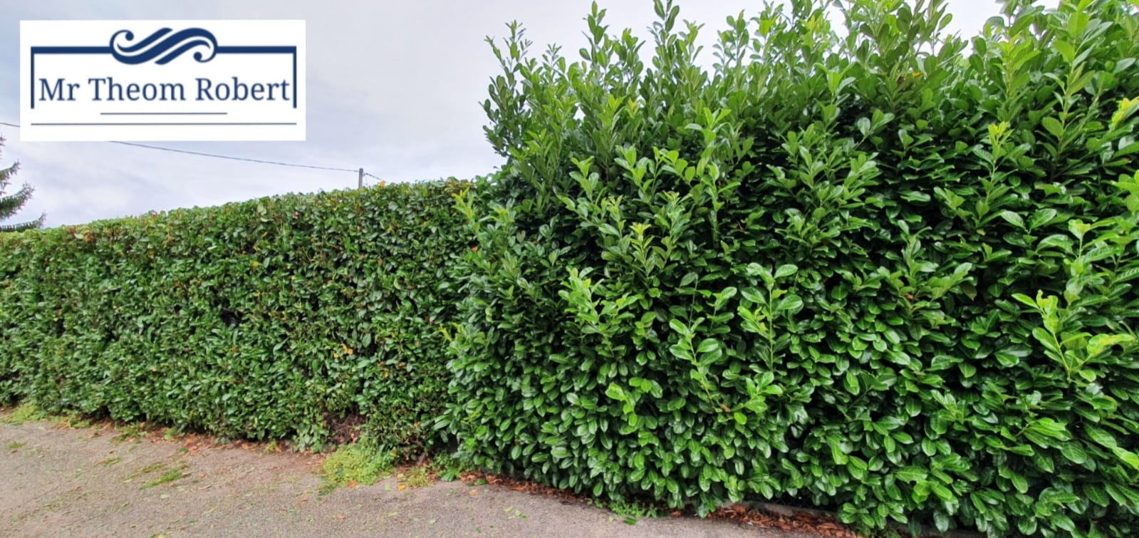 Taille de Haies - Photo 3