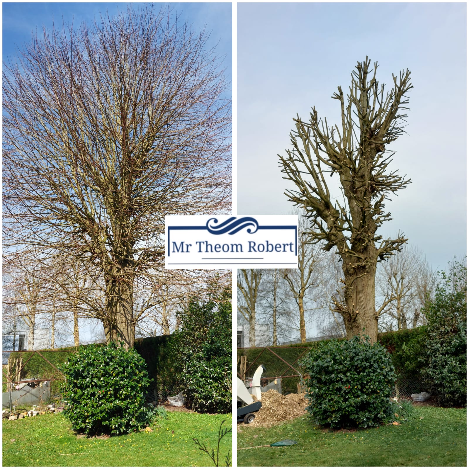 Elagage d'arbres - Photo 4