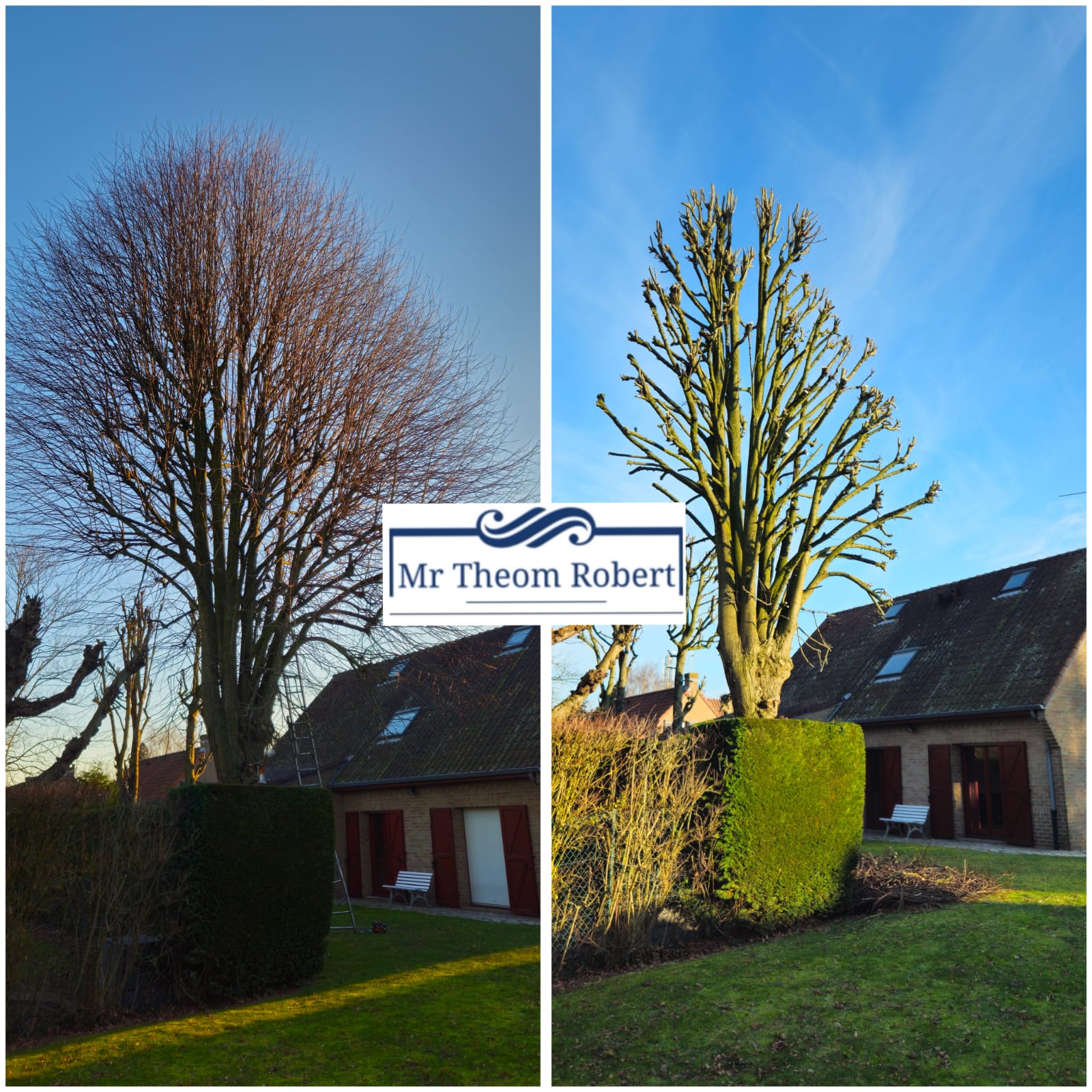 Elagage d'arbres - Photo 7