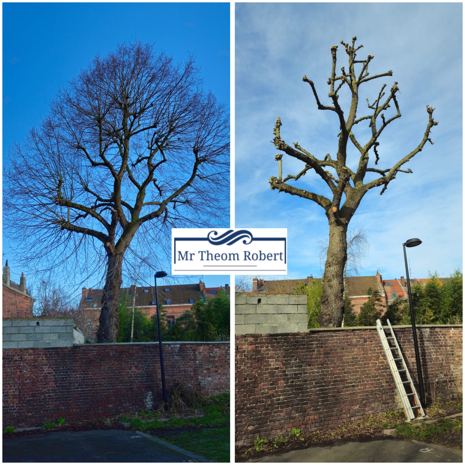 Elagage d'arbres - Photo 2