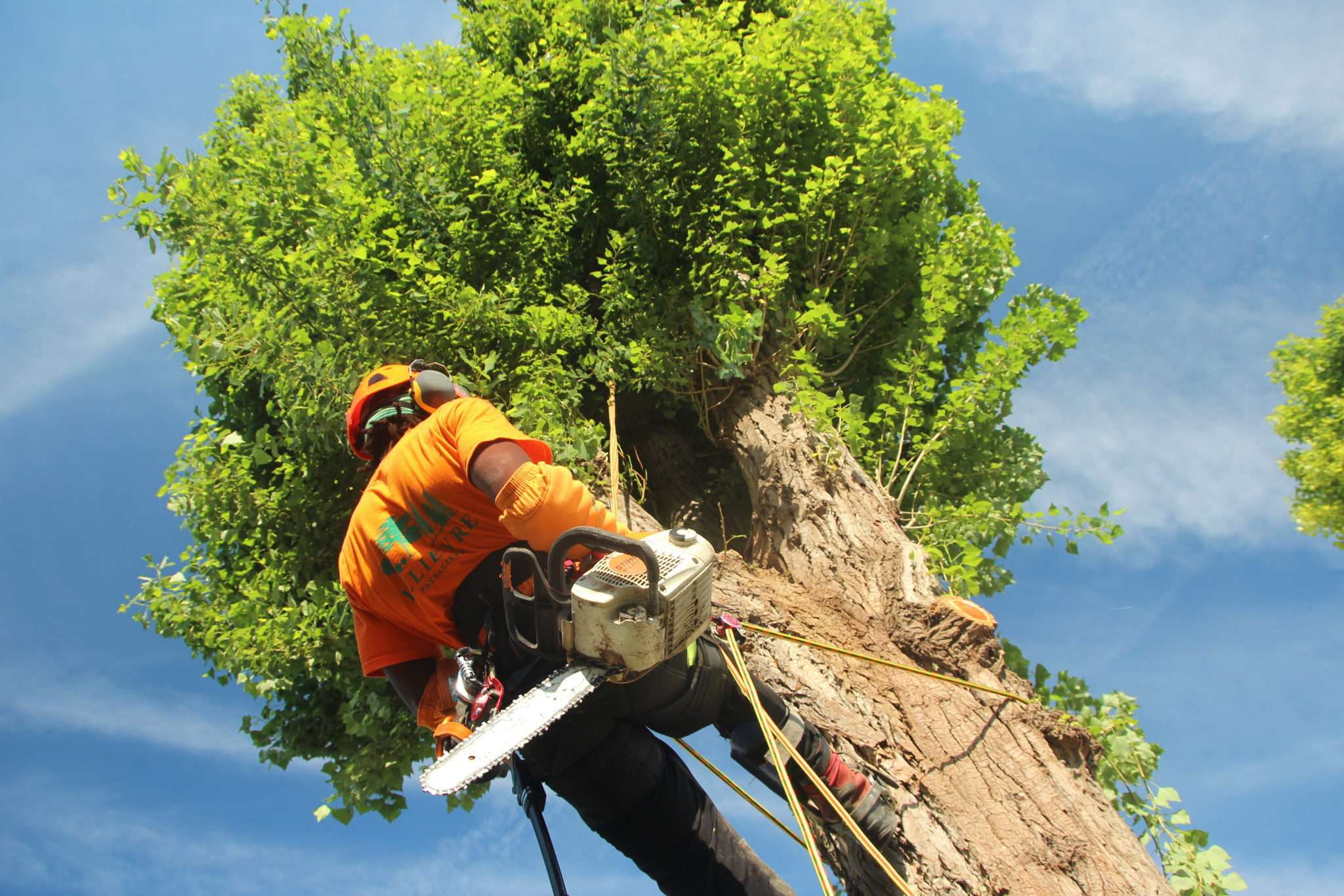 Élagage d’arbres